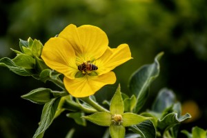 Honey Bee on Yellow Flower